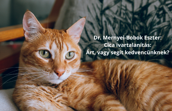 Cica ivartalanítás